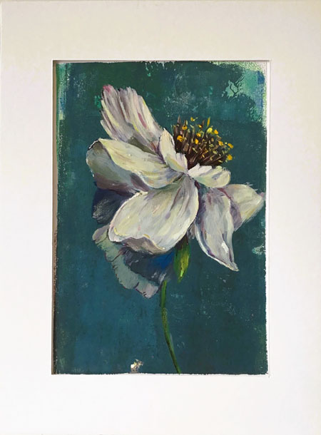 Peonia erbacea
